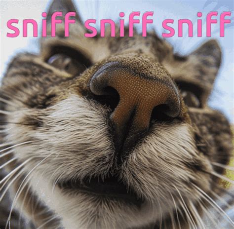 sniffing gif|funny sniffing images.